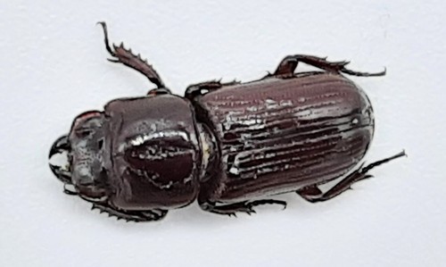 Lucanidae figulus a1 8 - lucanidae,,